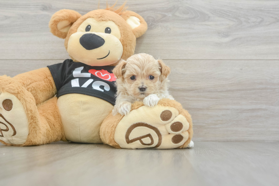Best Maltipoo Baby