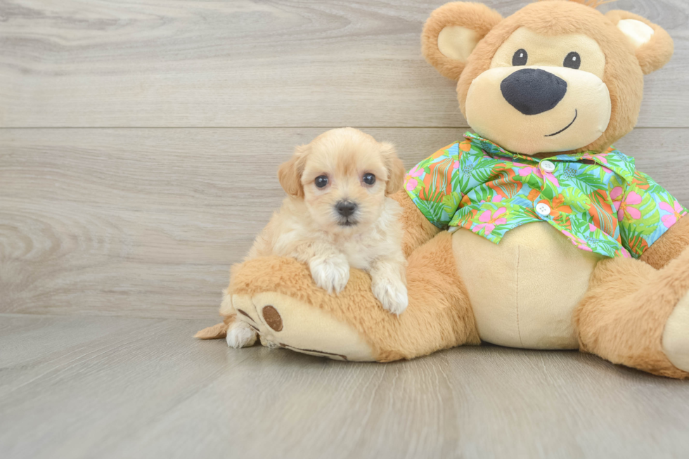 Adorable Maltese Poodle Poodle Mix Puppy