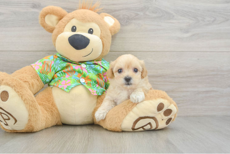 Little Maltidoodle Poodle Mix Puppy