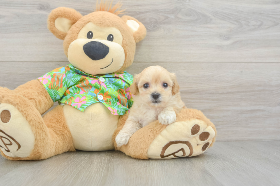 Little Maltidoodle Poodle Mix Puppy