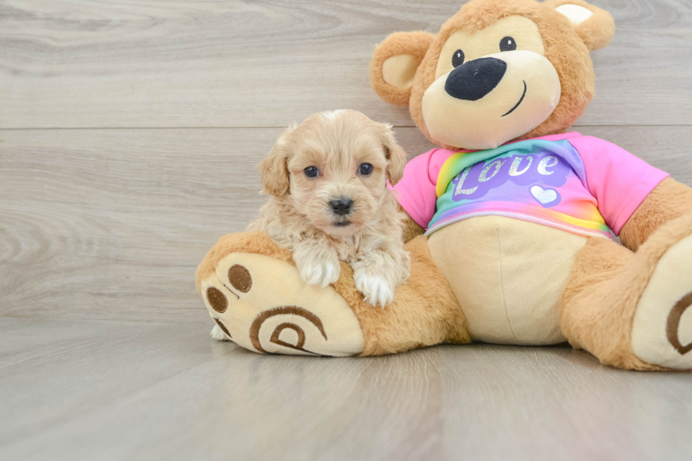 Happy Maltipoo Baby
