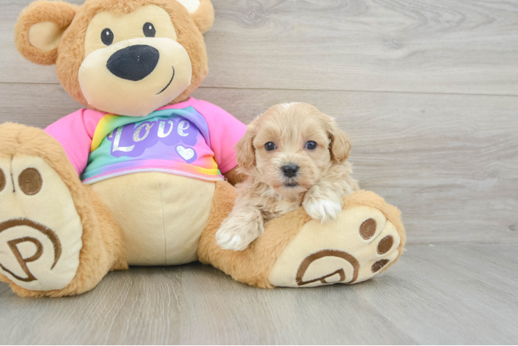 Maltipoo Puppy for Adoption