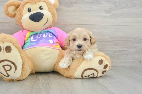 Maltipoo Puppy for Adoption