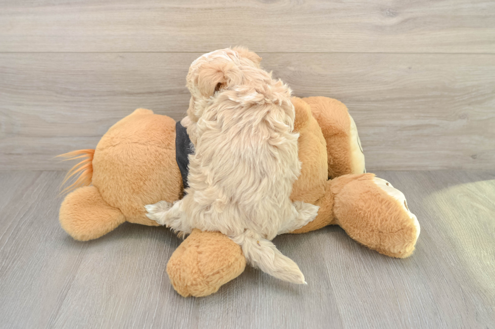 Hypoallergenic Maltese Poodle Poodle Mix Puppy