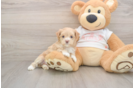 Best Maltipoo Baby