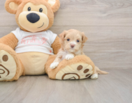 8 week old Maltipoo Puppy For Sale - Premier Pups