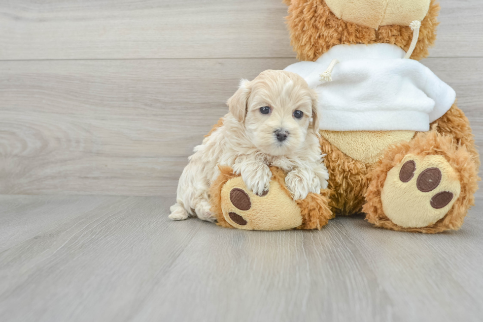 Maltipoo Pup Being Cute