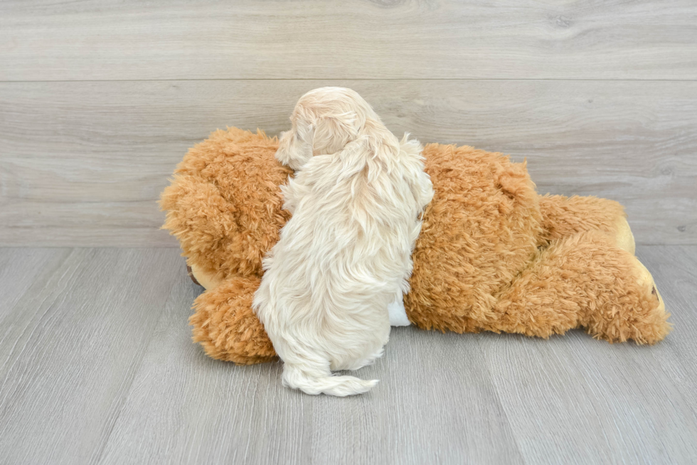 Popular Maltipoo Poodle Mix Pup