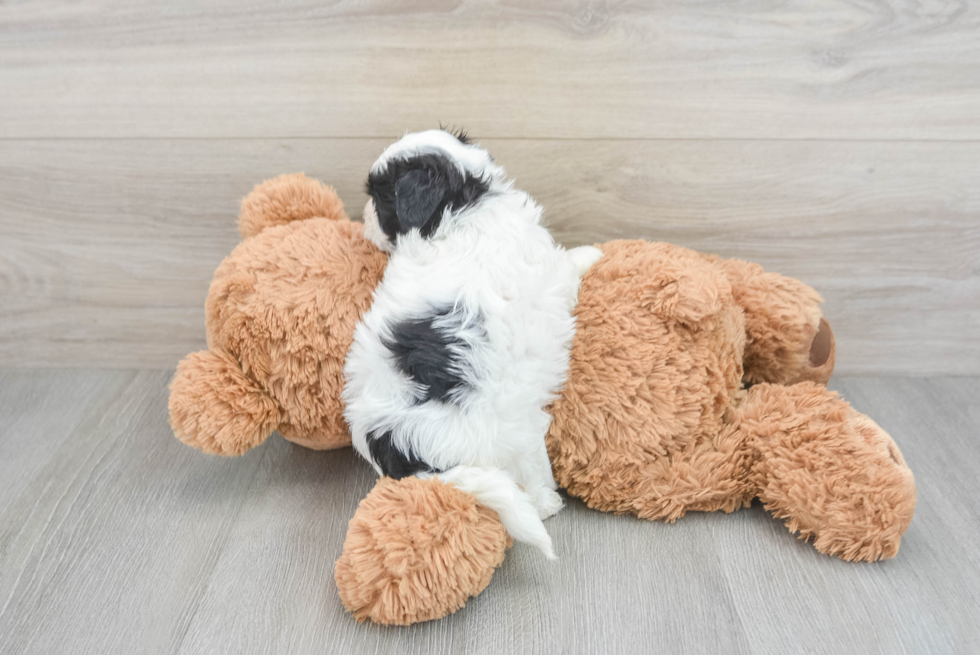 Little Maltepoo Poodle Mix Puppy