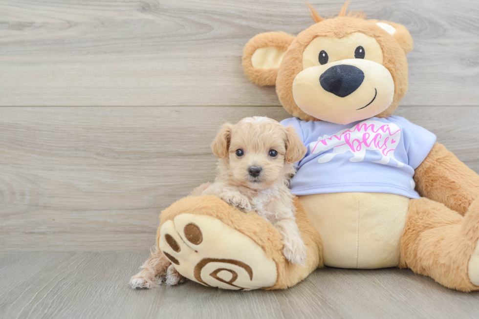 Small Maltipoo Baby
