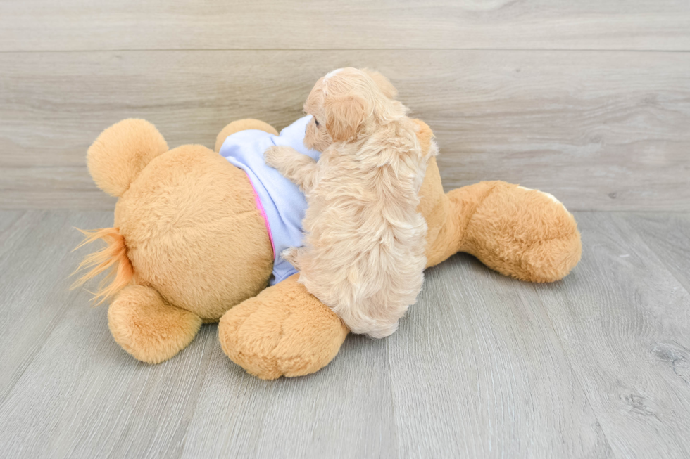 Maltipoo Pup Being Cute
