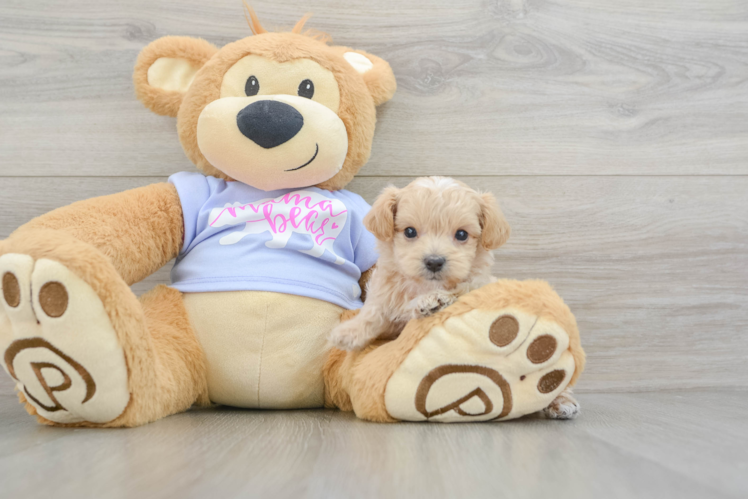 Popular Maltipoo Poodle Mix Pup