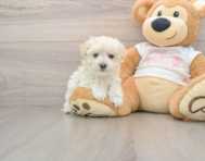 9 week old Maltipoo Puppy For Sale - Premier Pups