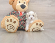 8 week old Maltipoo Puppy For Sale - Premier Pups