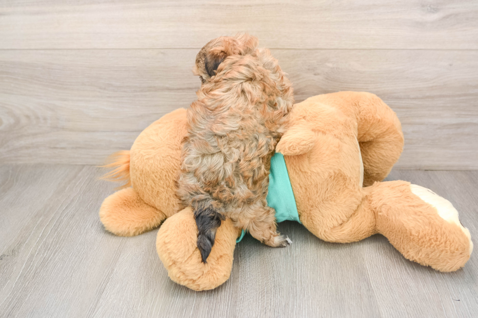 Small Maltipoo Baby