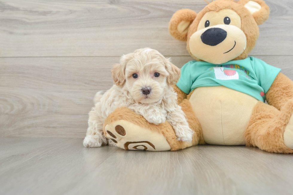 Maltipoo Puppy for Adoption