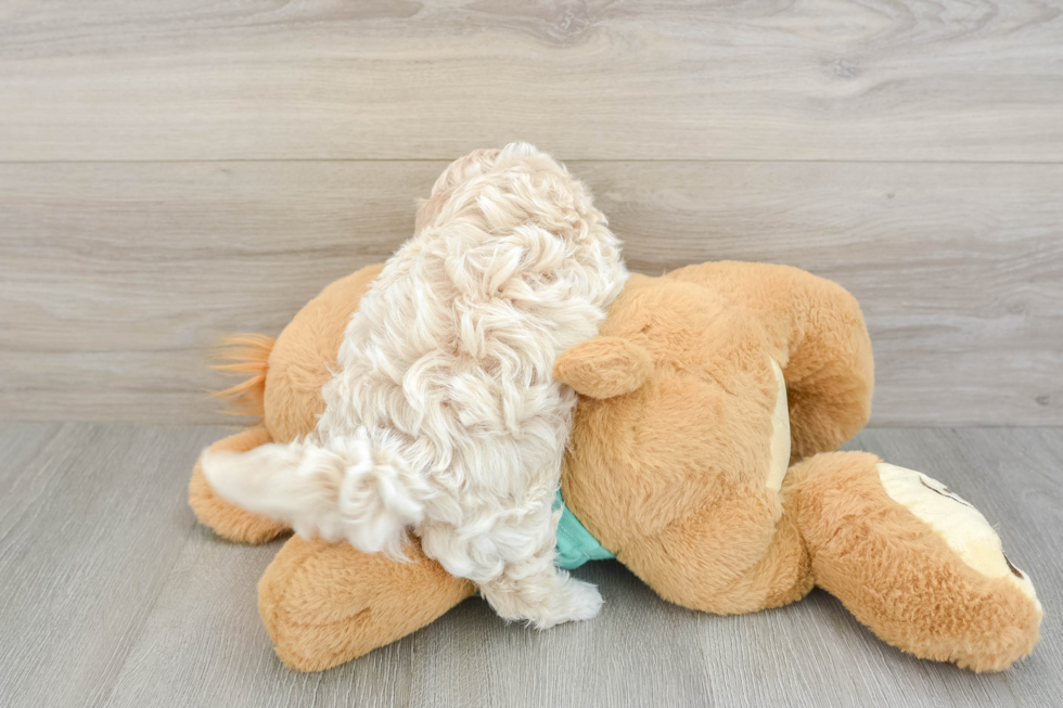 Maltipoo Puppy for Adoption