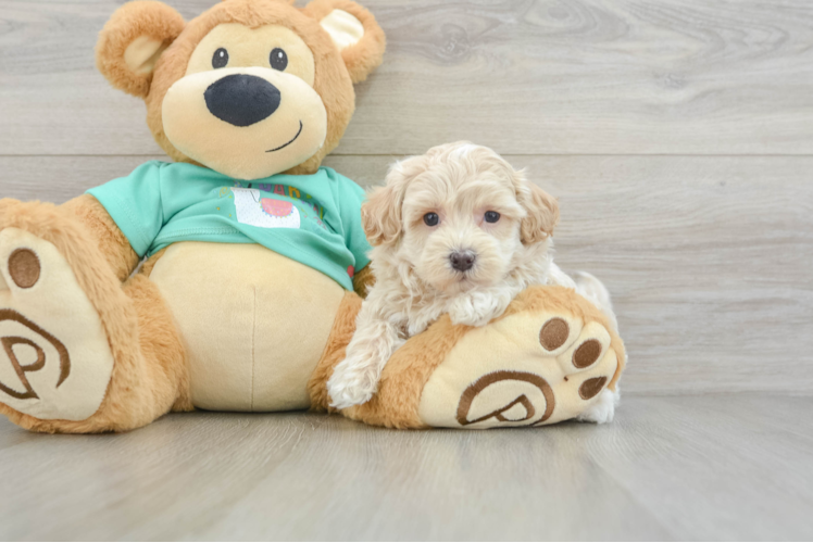 Fluffy Maltipoo Poodle Mix Pup