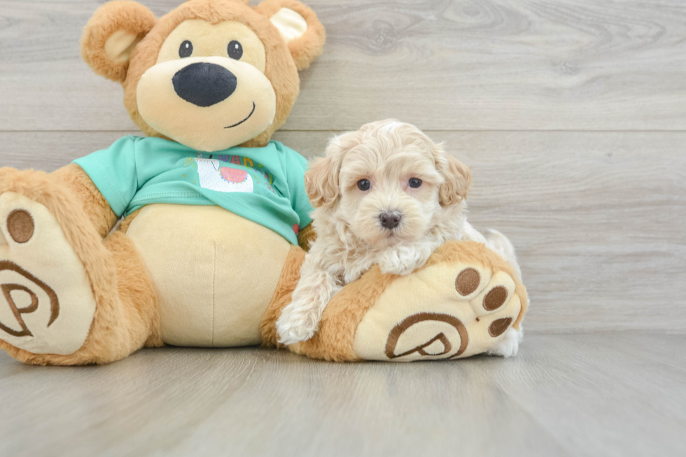 Fluffy Maltipoo Poodle Mix Pup