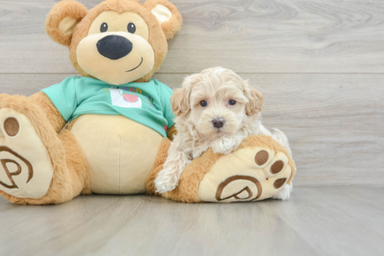 Fluffy Maltipoo Poodle Mix Pup