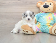 8 week old Maltipoo Puppy For Sale - Premier Pups
