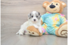 Little Multipoo Poodle Mix Puppy