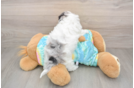 Maltipoo Puppy for Adoption