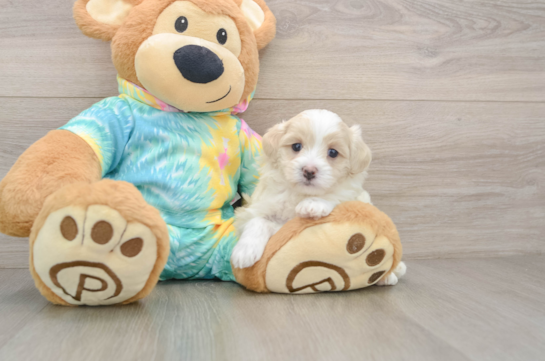 LAWSON, a Maltipoo littermate