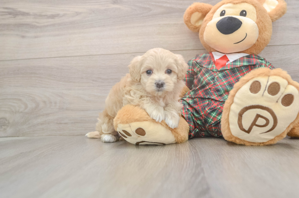 7 week old Maltipoo Puppy For Sale - Premier Pups