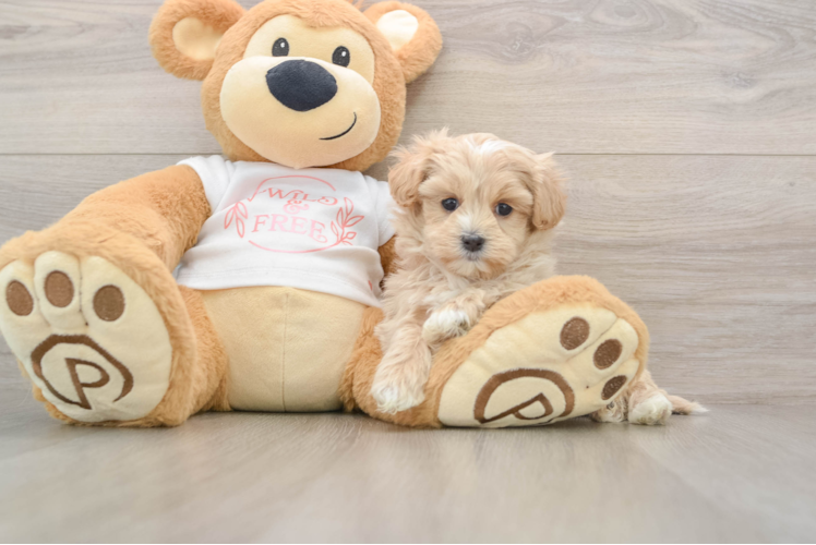 Best Maltipoo Baby