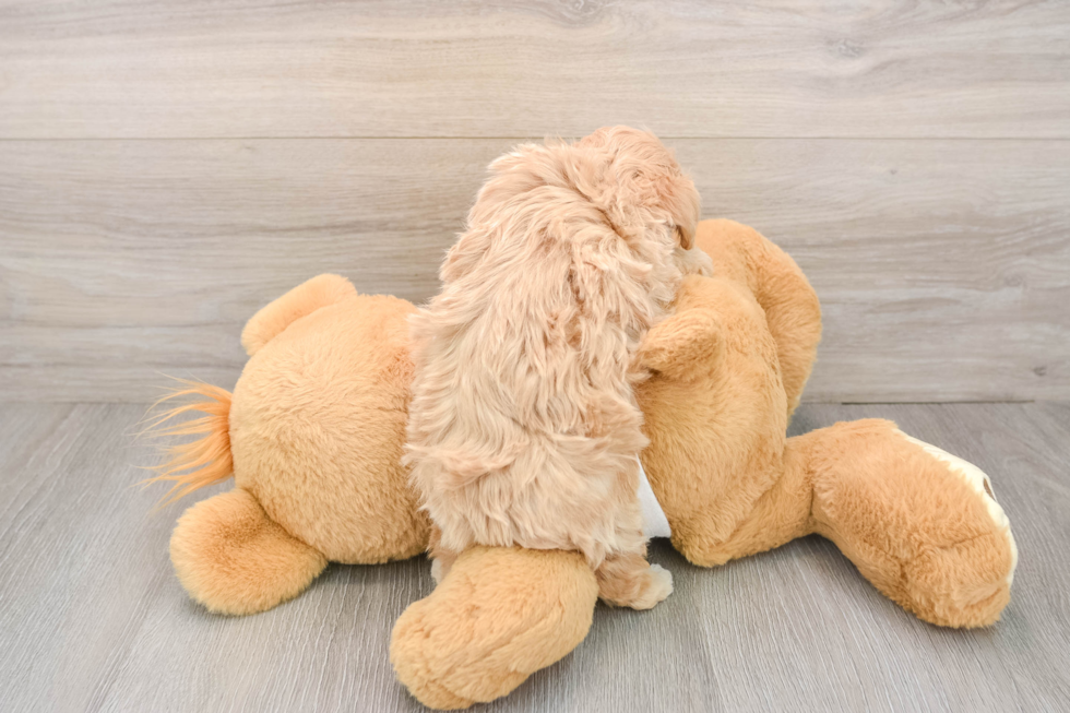 Adorable Maltese Poodle Poodle Mix Puppy