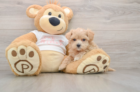 Maltipoo Pup Being Cute