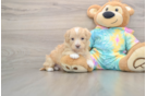 Best Maltipoo Baby