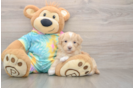 Maltipoo Pup Being Cute