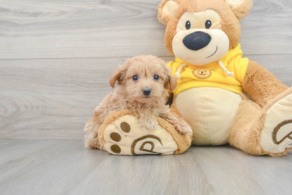Funny Maltipoo Poodle Mix Pup