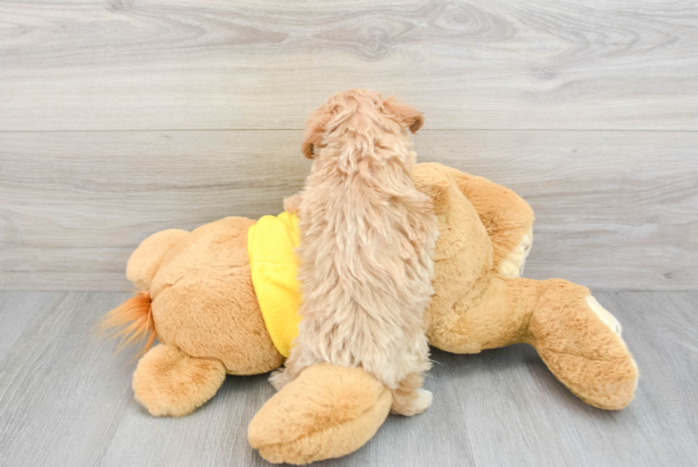 Maltipoo Puppy for Adoption