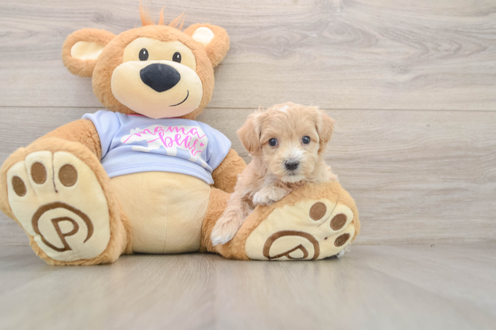 Funny Maltipoo Poodle Mix Pup