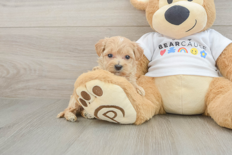 Funny Maltipoo Poodle Mix Pup