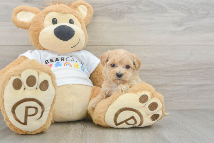 Popular Maltipoo Poodle Mix Pup