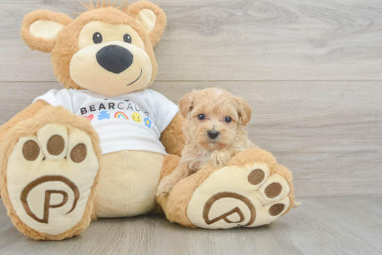 Popular Maltipoo Poodle Mix Pup