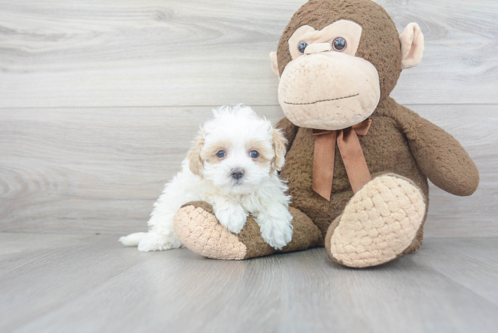 Cute Maltipoo Baby