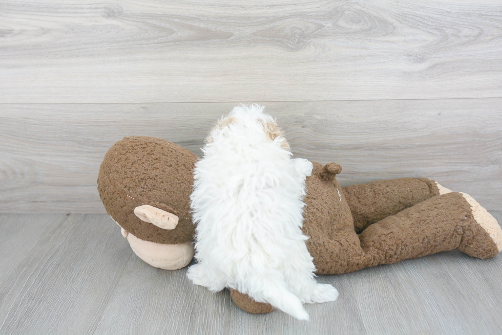 Funny Maltipoo Poodle Mix Pup