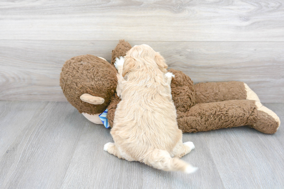 Friendly Maltipoo Baby