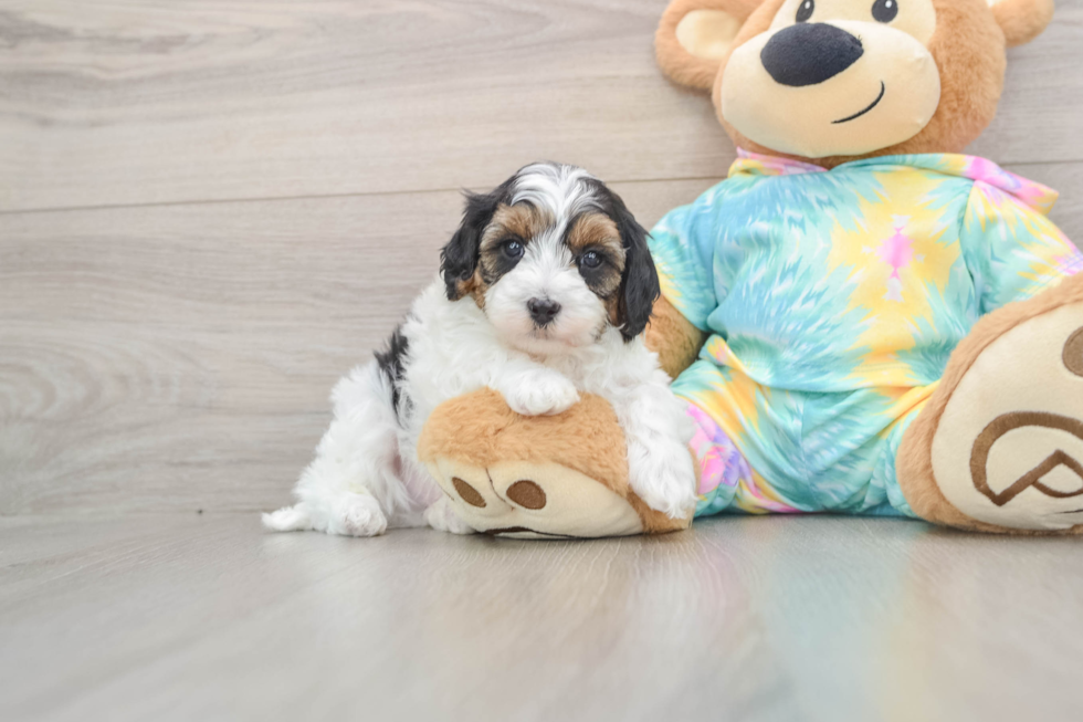Sweet Maltipoo Baby