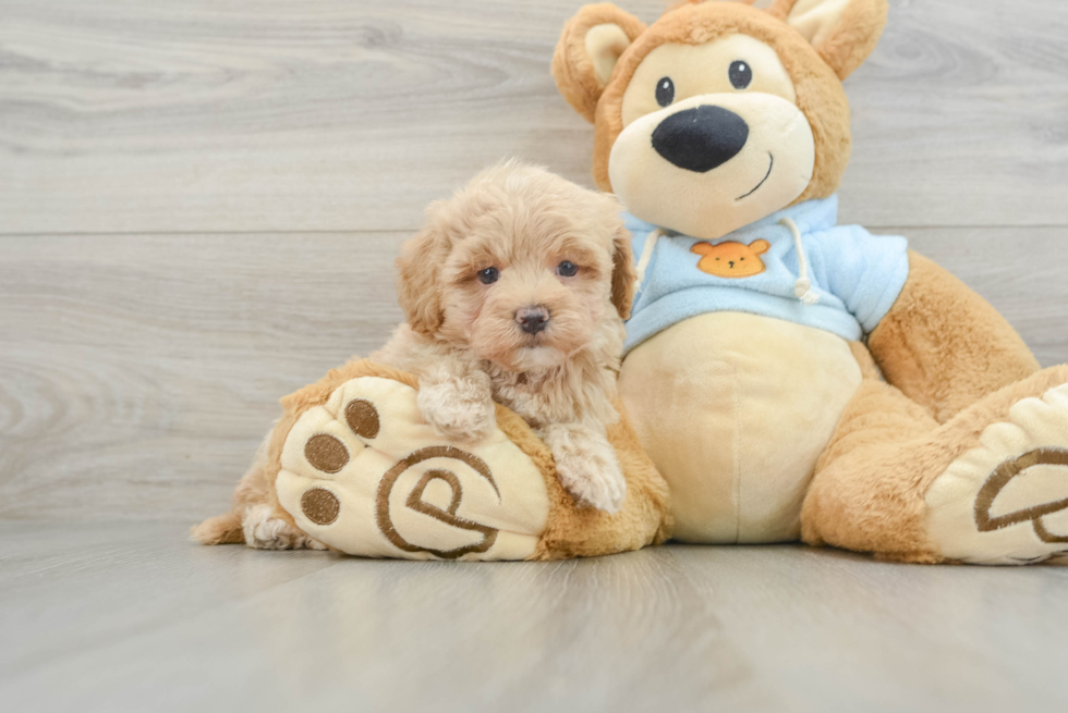 Best Maltipoo Baby