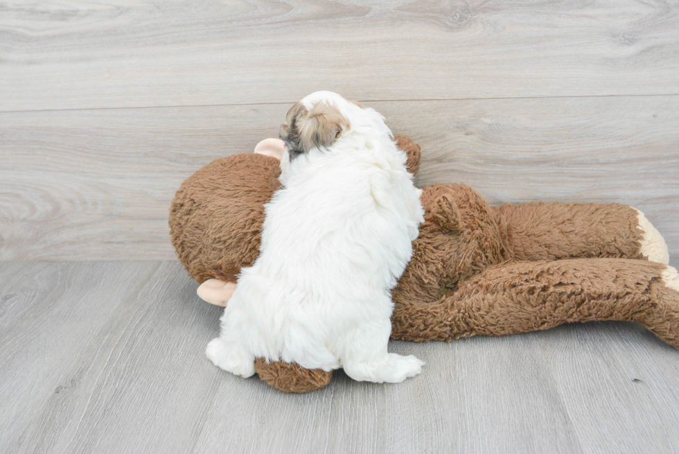 Maltipoo Pup Being Cute