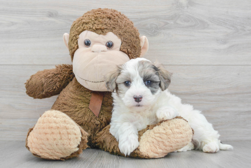 Maltipoo Puppy for Adoption