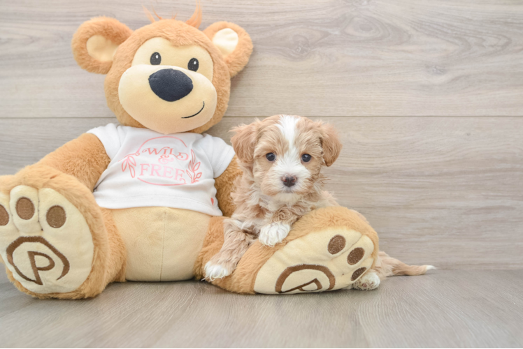 Happy Maltipoo Baby