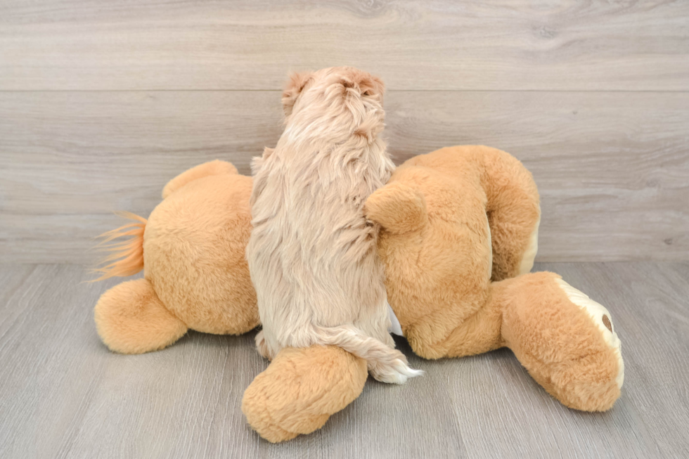 Hypoallergenic Multipoo Poodle Mix Puppy