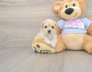 8 week old Maltipoo Puppy For Sale - Premier Pups